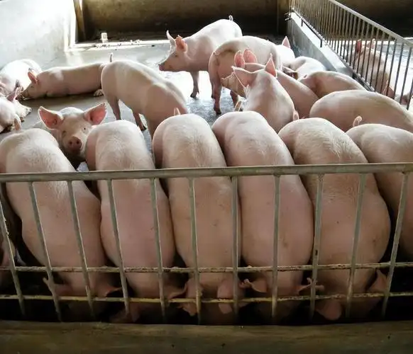 猪价行情分析_最新猪价动态_养猪行情怎么样