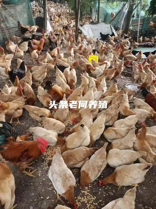 仪陇农村散养禽类销售_农村做什么生意赚钱 养殖土鸡_四川仪陇赶集卖土鸡蛋