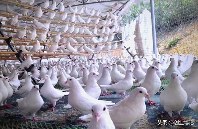 南北适配轻资产养殖_农村特色养殖项目_什么动物繁殖快又赚钱