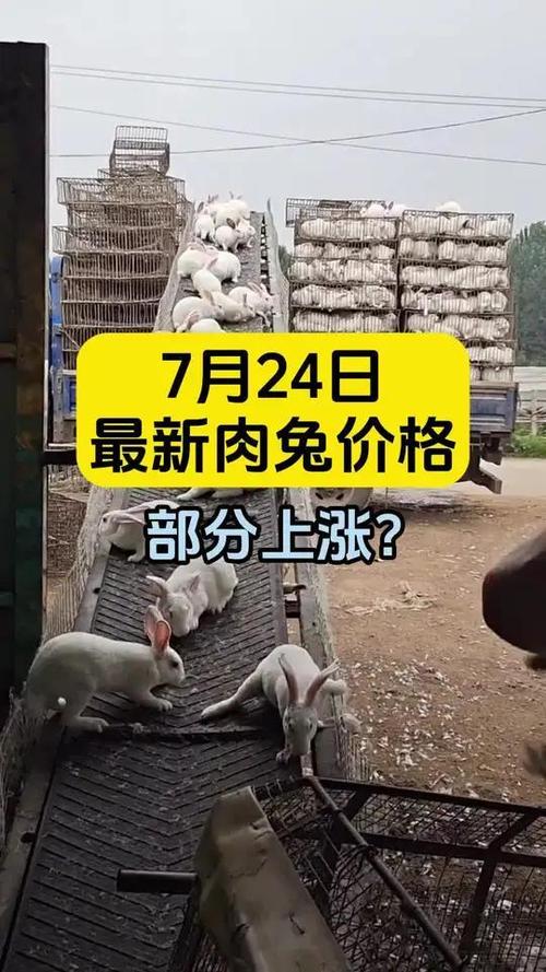 肉兔价格差距原因_今日肉兔价格行情走势_河南肉兔价格