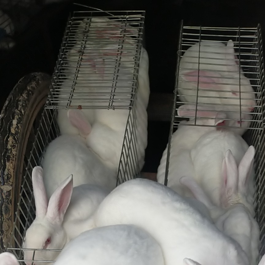 河南肉兔价格_肉兔价格差距原因_今日肉兔价格行情走势