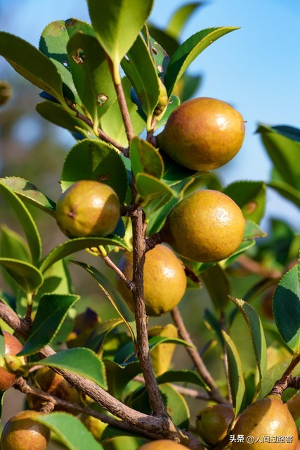 农村茶油价值_茶油经济收益_今日毛豆油行情