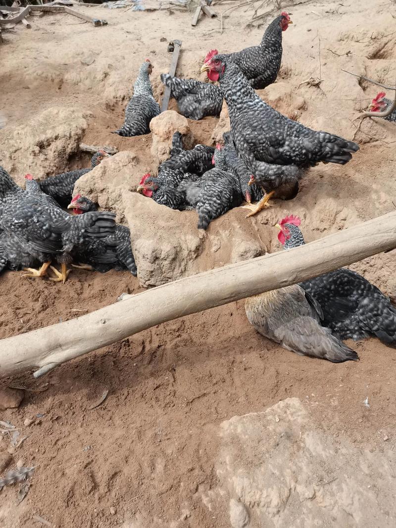 农村做什么生意赚钱 养殖土鸡_回农村创业_三农自媒体赚钱