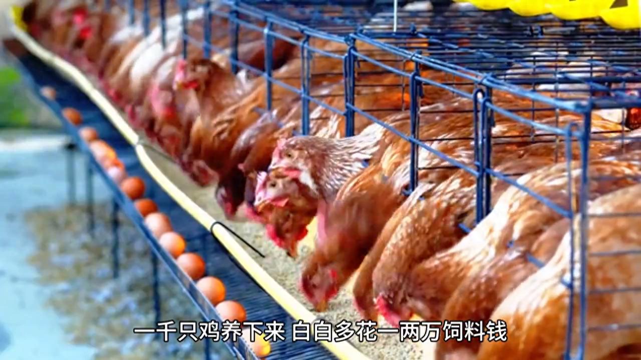 养鸡野草饲料省钱_农村做什么生意赚钱 养殖土鸡_科学搭配野草喂鸡